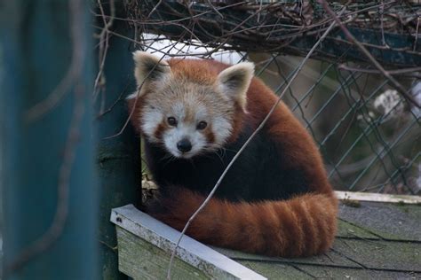Oder suchen sie nach leopard oder tiger, um noch mehr faszinierende. Roter Panda im Linzer Zoo, Dezember 2014. Foto: 500px.com/juergenbr | Panda vermelho, Panda ...