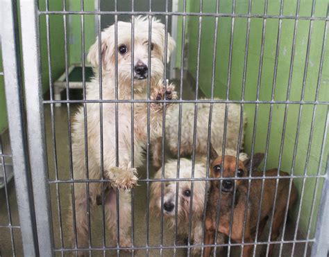 Adopt a pet from orange county humane society. A local woman dropped off 27 dogs at Orange County Animal ...