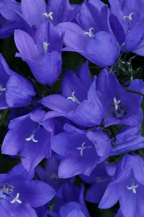 Planting native flowering trees will help to prevent the spread of these invasive species while still. :) I love these balloon flowers. I wonder if they can grow ...