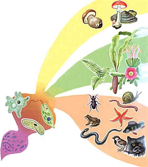 Шпаргалка - Современная система органического мира