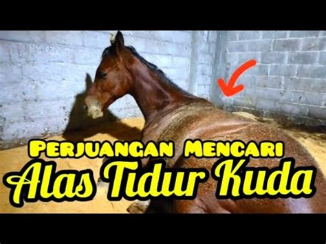 As is kuda in english? Perjuangan Mencari Alas Tidur Kuda | Kandang Kudaku ...