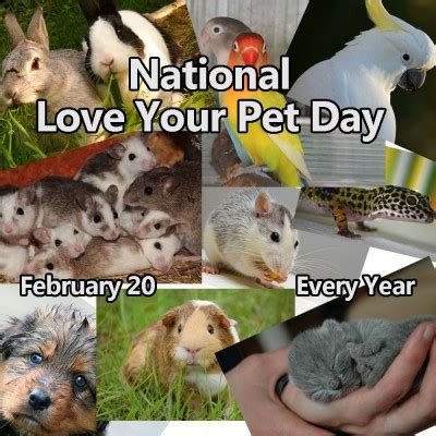 On love your pet day, pamper your. Celebrate National Love Your Pet Day February 20 | NonStop ...