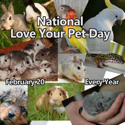 Maybe they have a favorite you could surprise them with. Celebrate National Love Your Pet Day February 20 | NonStop ...