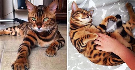 Maybe you would like to learn more about one of these? 10 Baka Kucing Paling Cantik dan Comel dalam Dunia | Iluminasi