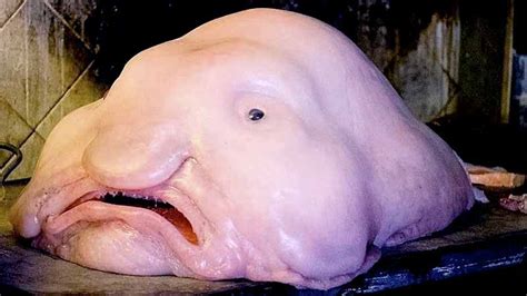 En blobfish morphar sig till stefan löfven Världens skönaste djur | Listor.se