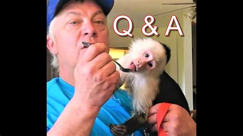 Maybe you would like to learn more about one of these? What You Need to Know Before You Buy a Pet Monkey - YouTube