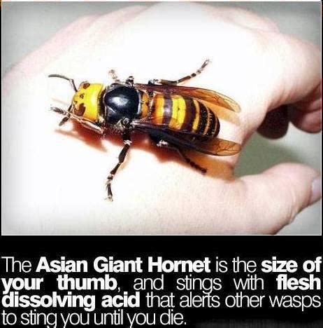 Featuring two of the most feared arthropods ever: Hornet | Damn Nature, You Scary! | Know Your Meme