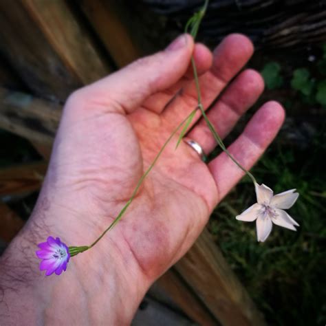 We did not find results for: This single stem has two very different flowers. Can ...