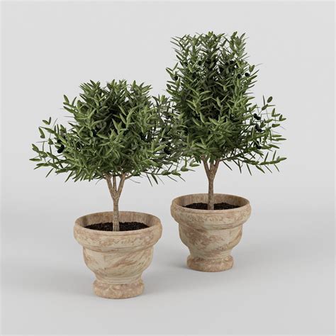 Is there anything i can do to encourage flowering? 3D Olive Tree With Fruits | CGTrader