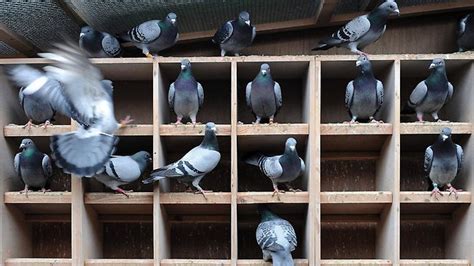 Gambar kartu merah dan burung walet. Potensi bisnis burung merpati dan kendalanya - Burung Merpati