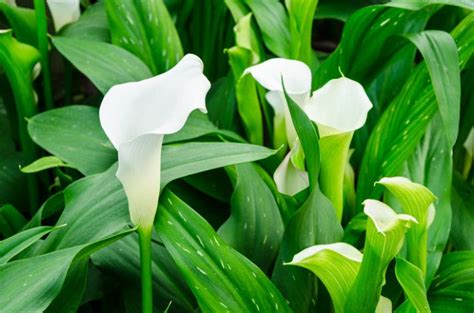 Maybe you would like to learn more about one of these? The Different Types of Lilies - Garden Lovers Club - types ...