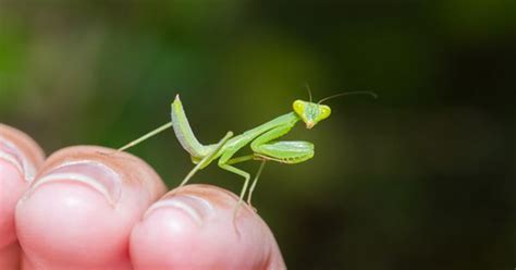 ※ 転写シールの取付方法は、商品に付属している説明書をお読みください。 ※ 鼻と口の周りの転写プリントアイロンはお避け下さい。 ※一時品切れとなる可能性がございますが、今後も継続的に入荷いたします。 お客様のご要望. 家 蜘蛛 小さい 黒 - Khabarplanet.com