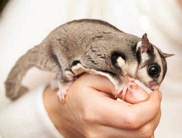 Então, com o petauro do açúcar é a mesma coisa, e existem outros animais que também são marsupiais. EFECADEPATOS | PETAURO DO AÇÚCAR