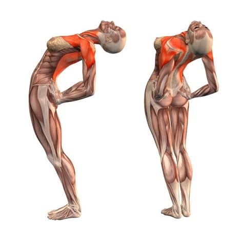 Stretches hip rotator muscles (gluteus medius and minimus). Half-moon pose - Ardha Chandrasana - Yoga Poses | YOGA.com ...