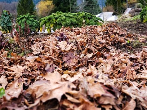 The click and grow smart garden 3 will let you grow 3 plants at once. Sheet Mulching: the Easy Way to Build Soil & Compost in Layers