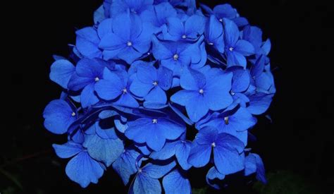 I fiori di malva sono particolarmente utilizzati per miscele di tè e infusi. Ortensie blu, come fare - Idee Green
