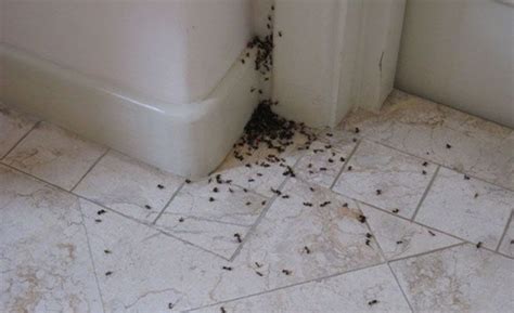 ¿cómo eliminar hormigas de los alimentos y cocina? Cómo eliminar las hormigas de casa -- Qué.es