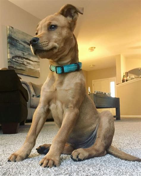 Dilworth also told us that the decision to give courage pink fur stemmed from a desire to play against how dogs had been portrayed in horror media up to that point. 14 Dogs That Look Like Scooby-Doo In Real Life | Scooby ...