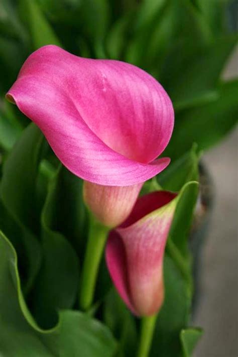 Check spelling or type a new query. All About Women's Things: Calla Lilies - Flowers for All ...