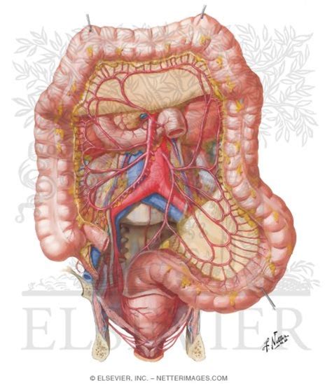 The inferior vena cava carries blood from the lower body to the heart. Arteries of Large Intestine Blood Supply of Small and ...