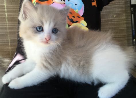 Best ragdoll kittens for sale she needs to get to know you in her own time, and will love you forever when she gives her heart contact us at (817) 52. Ragdoll Cats For Sale | Escondido, CA #249682 | Petzlover