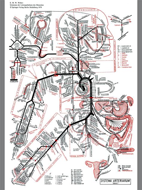 Maybe you would like to learn more about one of these? Systems of the Human Body in Schematic/Transit Map ...