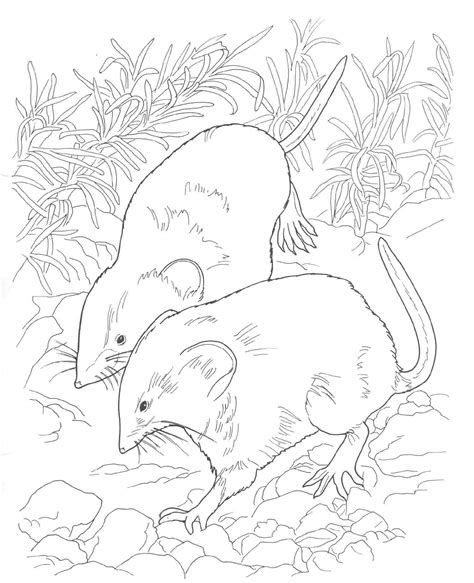 More than 5.000 printable coloring sheets. Shrew coloring, Download Shrew coloring for free 2019