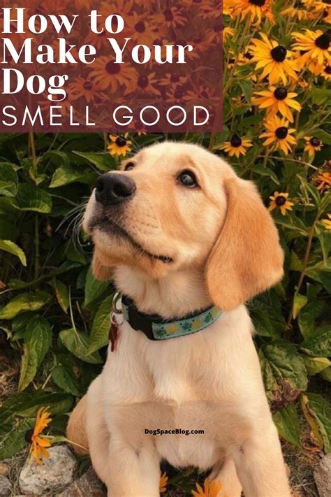 Keep up with dental health. Here's How to Make Your Dog Smell Good | DogSpaceBlog in ...