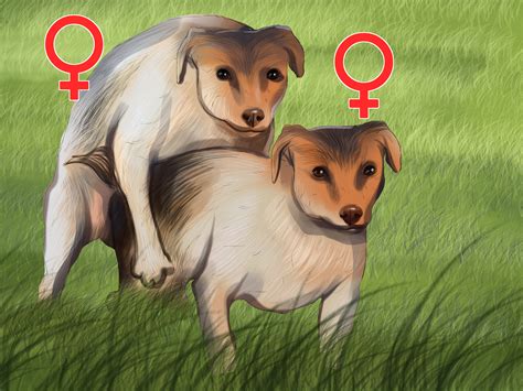 Conically shaped canine teeth flank the incisors on both the top and bottom jaw. 3 Ways to Tell if a Dog Is a Girl or Boy - wikiHow