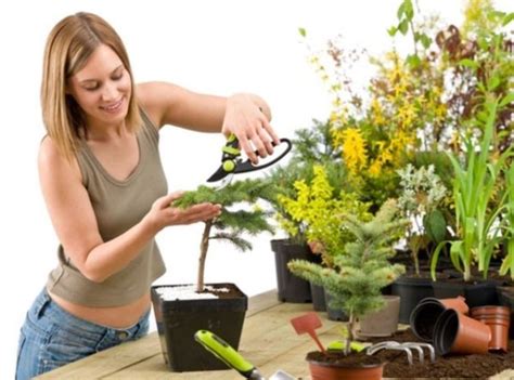 Уход за комнатными растениями: важные правила | Flowery-Blog