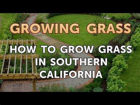 The original plant stays alive, and will in some areas, like southern california in mild years, it may keep a green tint all winter, but the color is more of a grey tone, not looking as bright as in the summer. How to Grow Grass in Southern California - YouTube