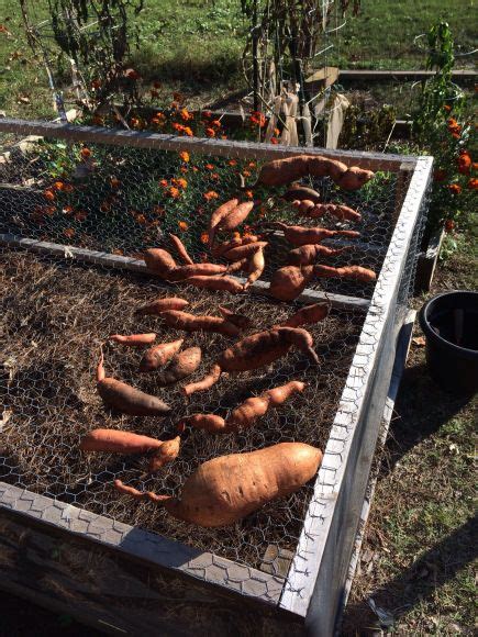 Check spelling or type a new query. Sweet potatoes | Potato gardening, Growing sweet potatoes ...