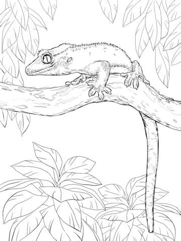 They are named based on what color pigments they produce. Crested Gecko on A Tree Coloring page | Animal coloring ...