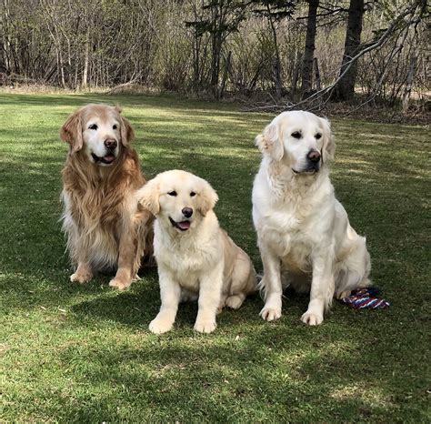 The english golden is such an amazing breed. Bummiswhisperforsale: Golden Retriever Puppies Rescue Mn