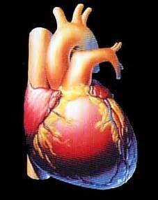 Daya tahan kardiovaskular by on prezi. KPLI FRATERNITY: Daya Tahan Kardiovaskular