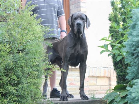 Breeder of high quality full european great danes in the colors of black. Lean on me Blue European Great Dane Kennel Hungary - Blue ...