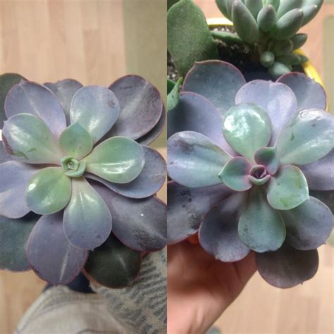 In general, more colorful succulents, like sedum nussbaumerianum, need plenty of light to maintain their color. Just a couple weeks under a grow light : succulents