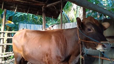 Kamu bisa memilih kandang tipe tertutup, setengah terbuka, maupun tipe terbuka. Harga Sapi Limosin Anakan Jantan - Tentang Kolam Kandang Ternak