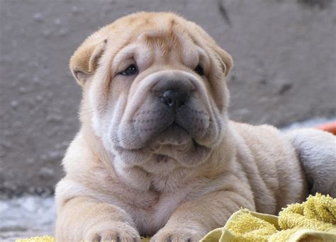 Shar pei aile için harika bir köpek. Shar Pei - AdoroCães.com.br - Para Apaixonados por Cães!