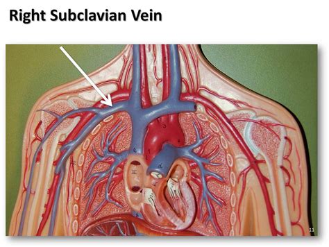 'impressive' is the first word that comes into one's mind. Right subclavian vein - The Anatomy of the Veins Visual Gu ...