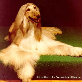 Check spelling or type a new query. Dog - Afghan Hound (Canis lupus familiaris) {!--개, 아프간 하운드-->; Image ONLY