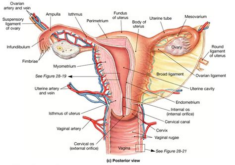 But it is a poor artist who draws solely androgynous bodies and relies entirely on surface details for gendering. BBC Future: The Case For Renaming Women's Body Parts ...