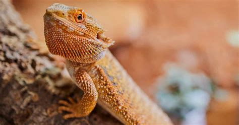 100 Bearded Dragon Names For Your Charming New Pal - Petsvills