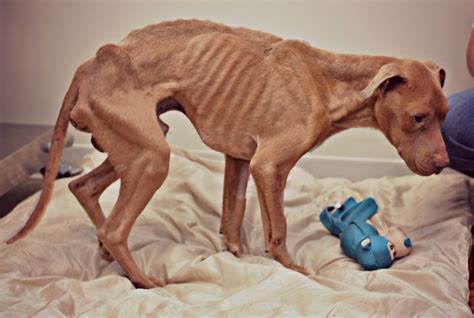 A person or animal that is emaciated is extremely thin and weak because of illness or. Oliver the Emaciated, Abandoned Dog is Saved From Death ...