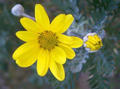 Uno tra i simboli più autentici della primavera, dell'infanzia e della scegli tra le composizioni di margherite fresche, bianche o gialle. Scelte per Te Giardino | Fiore Euryops