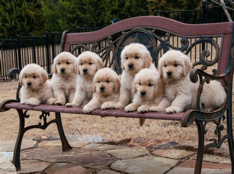 Golden Retriever: Tolle Eigenschaften als Familienhund
