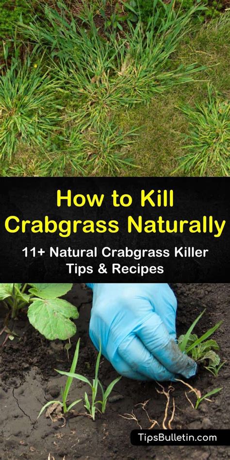 I will show you the best way to kill over 40 types of weeds including dandelions crabgrass clover and nutsedge in your. Pin on Garden