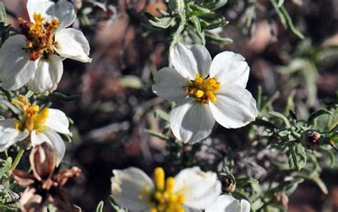 Desert plants have found a place in modern home and garden design. Zinnia acerosa, Desert Zinnia, Southwest Desert Flora in ...