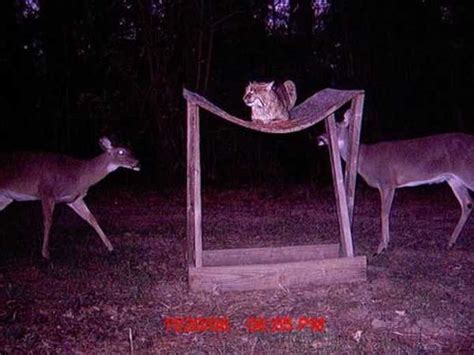 Real amateur moms caught fucking. Trail Cam Craziness #2 - Just More Insane Trail Cam Pics