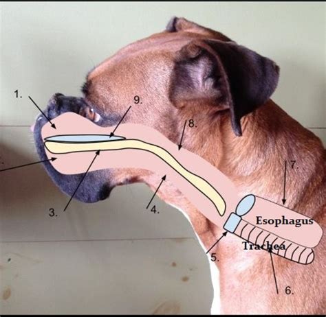 Without treatment, the median survival for stage a liver cancer is 3 years. dog esophagus wikipedia - Dogs Health Problems